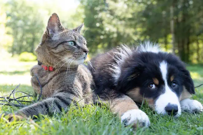 Homeopathy for cats and dogs