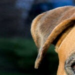 Ear infections in dogs