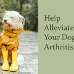 Help alleviate your dog's arthritis