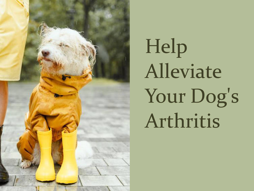 Help alleviate your dog's arthritis