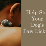 Help stop your dog's paw licking2