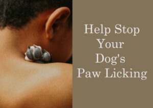 Help stop your dog's paw licking2