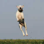 Dog jumping