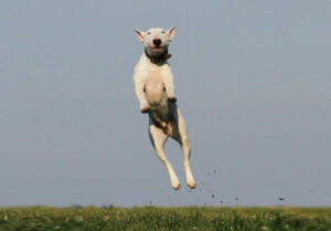 Dog jumping