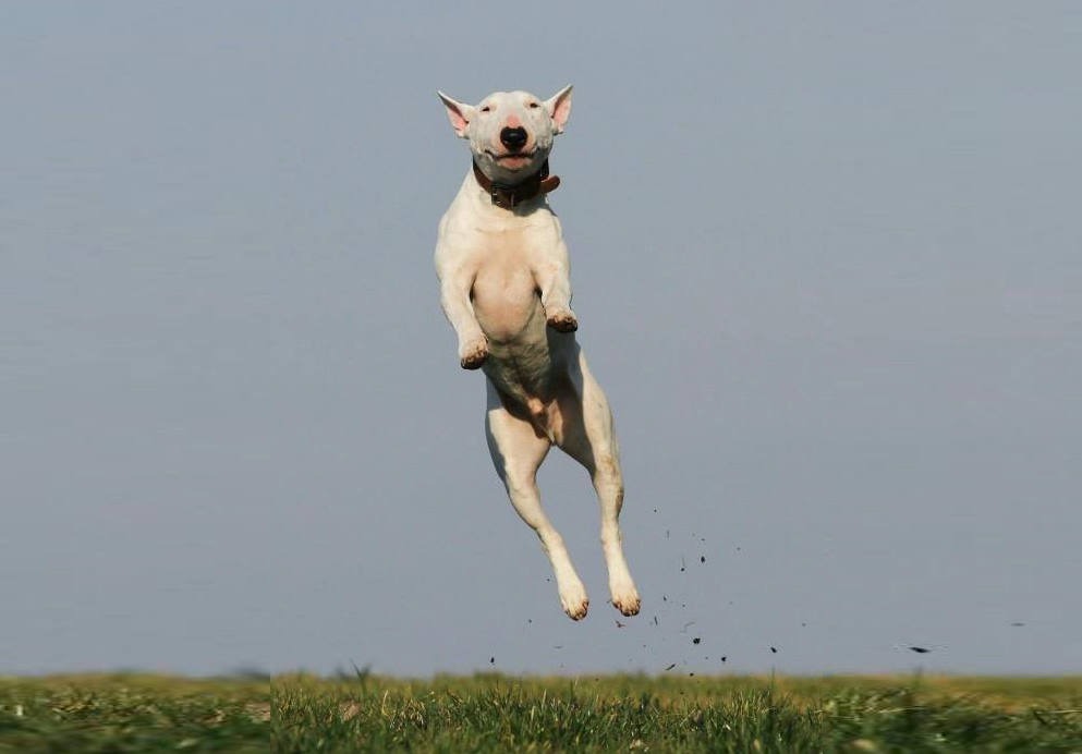 Dog jumping