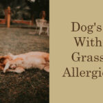 Dog's with grass allergies