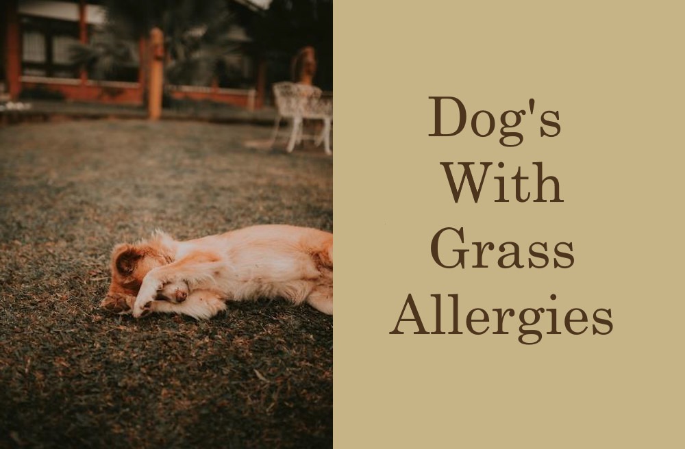 Dog's with grass allergies